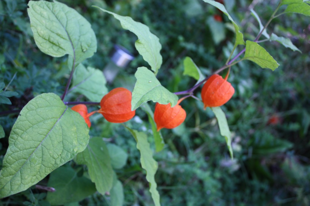 Chinese lantern 