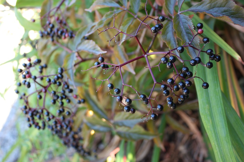 Black Lace Elderberry 