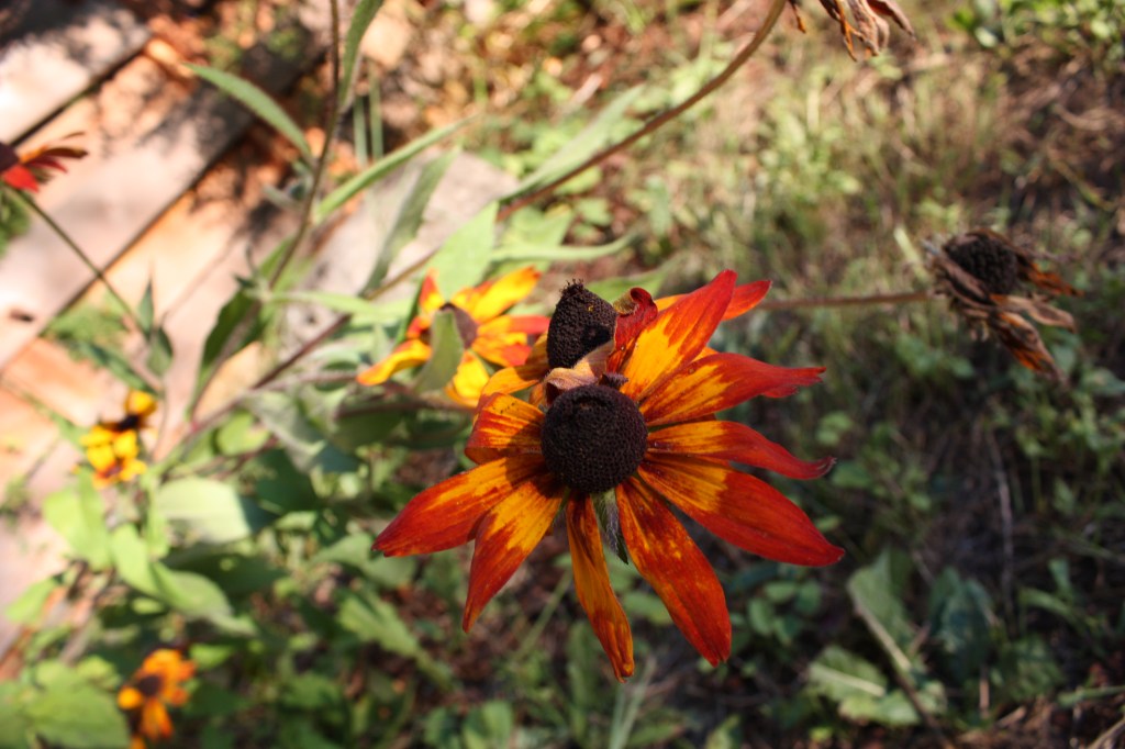 Rudbeckia