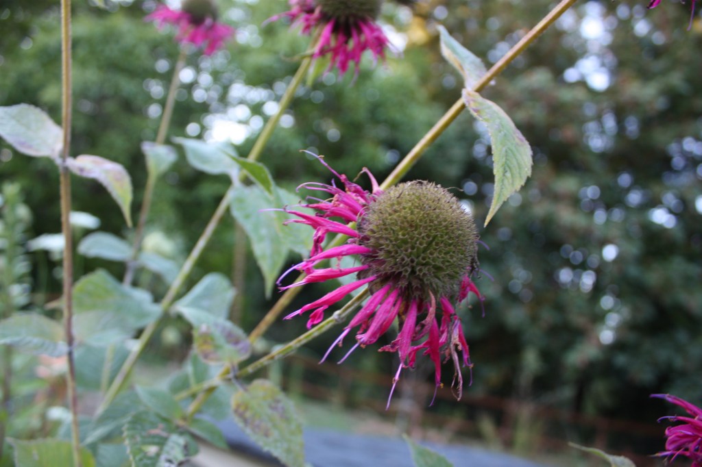 Bee Balm