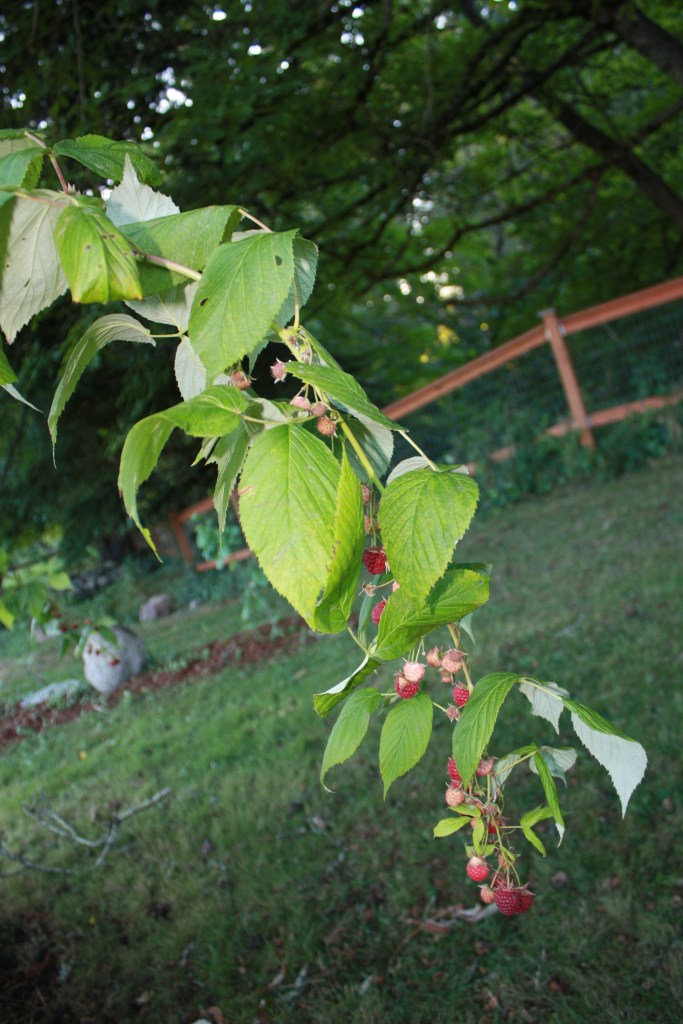 Heritage Red Raspberries