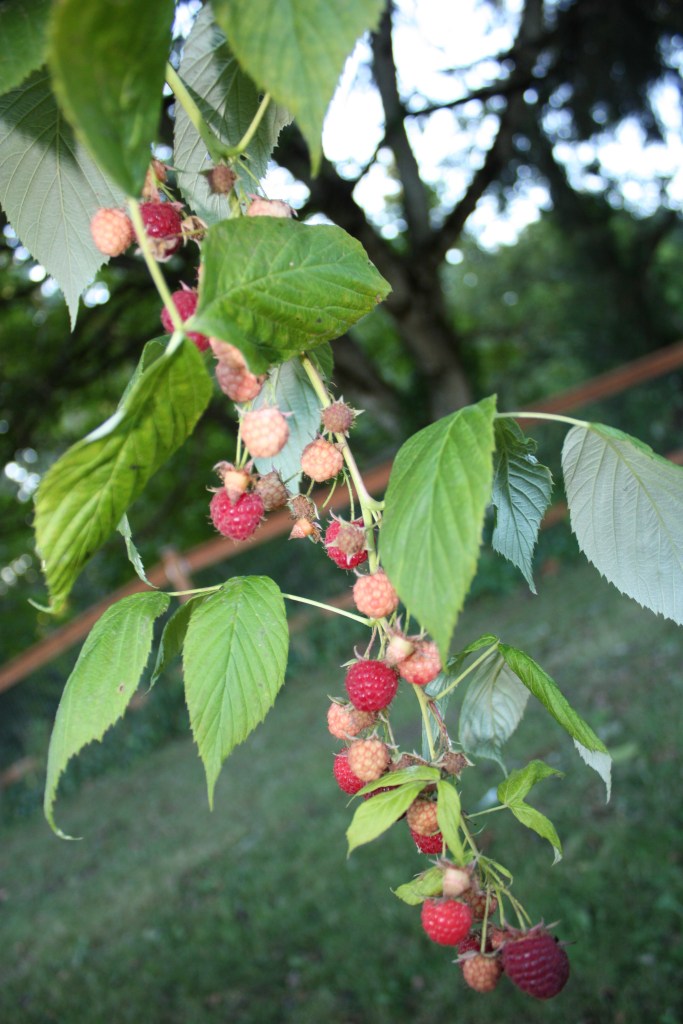 Heritage Red Raspberries