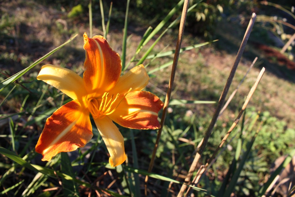 Daylily